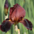 Iris barbata-elatior 'Ruby Mine'.png