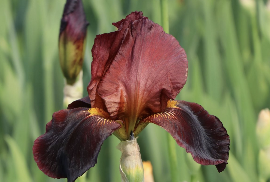 Kosatec 'Ruby Mine' - Iris barbata-elatior 'Ruby Mine'