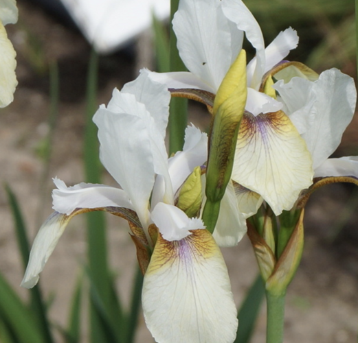 Kosatec sibiřský 'Snow Prince' - Iris sibirica 'Snow Prince'