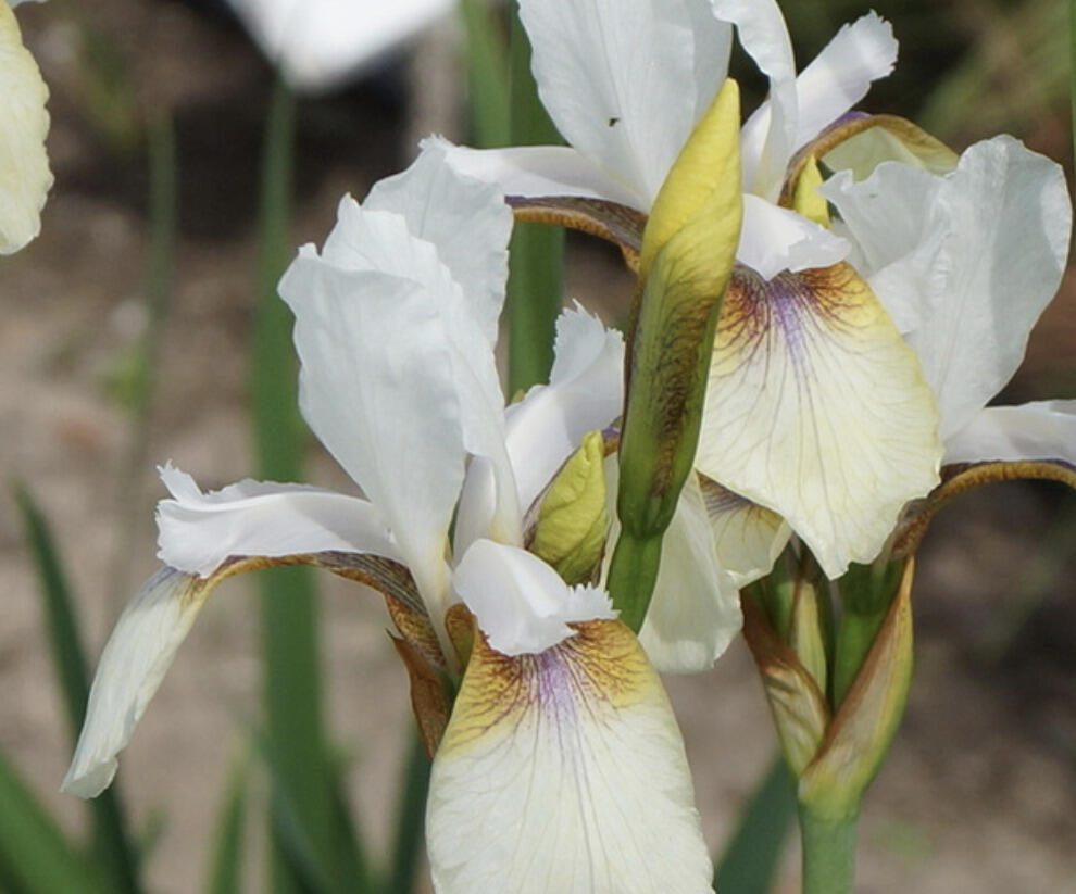 Kosatec sibiřský 'Snow Prince' - Iris sibirica 'Snow Prince'