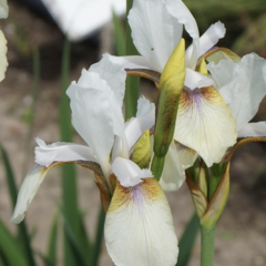 Kosatec sibiřský 'Snow Prince' - Iris sibirica 'Snow Prince'