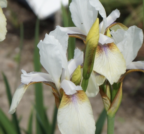 Kosatec sibiřský 'Snow Prince' - Iris sibirica 'Snow Prince'