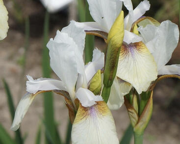 Kosatec sibiřský 'Snow Prince'