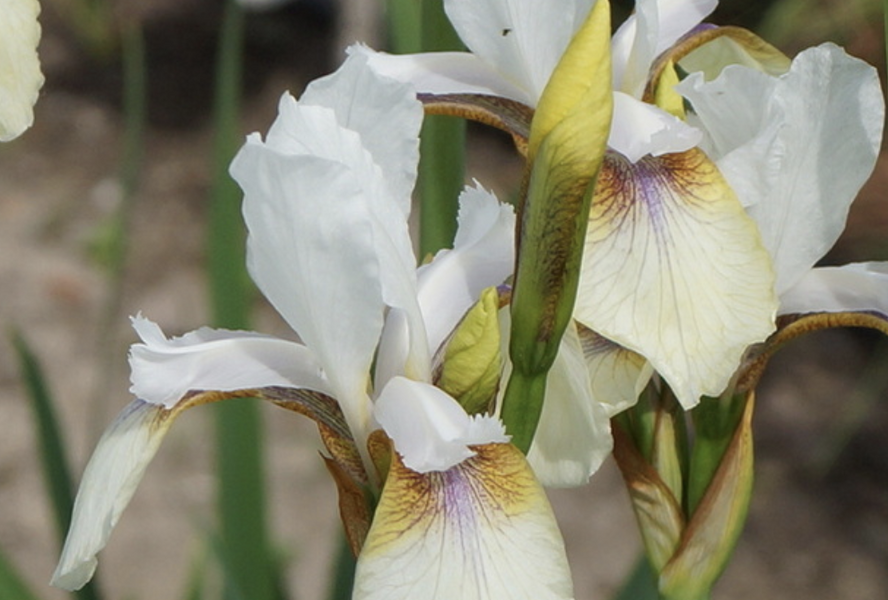 Kosatec sibiřský 'Snow Prince' - Iris sibirica 'Snow Prince'