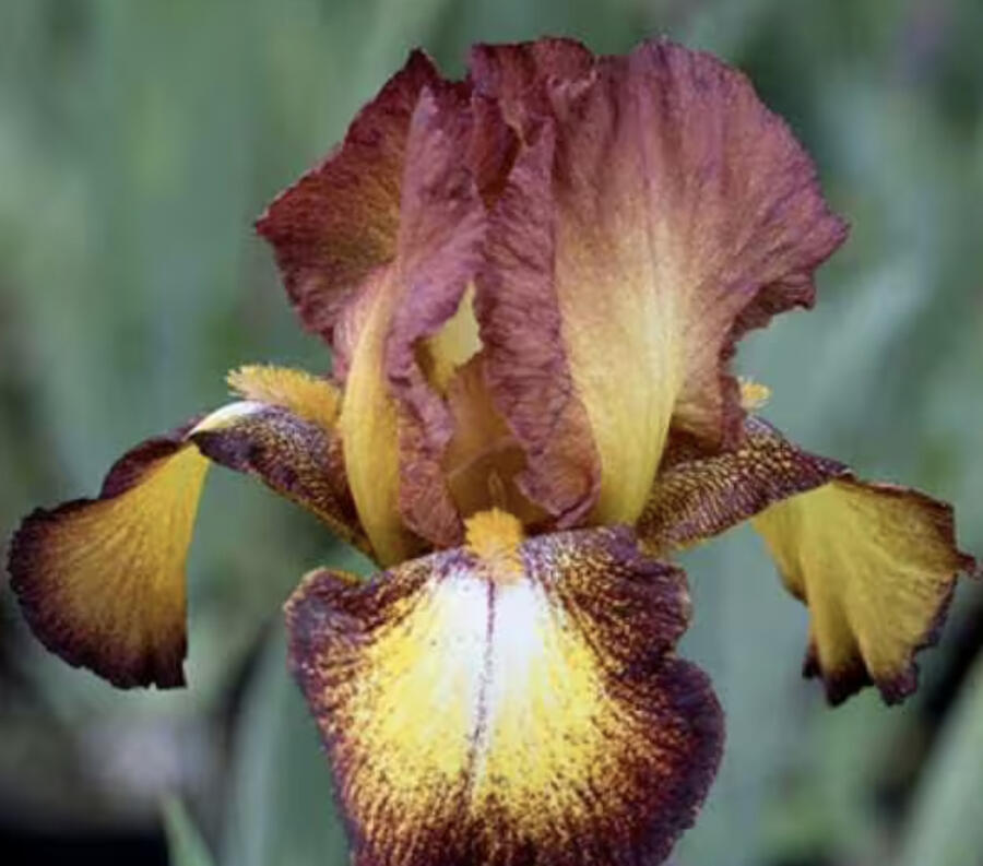 Kosatec 'Spreckles' - Iris barbata-elatior 'Spreckles'