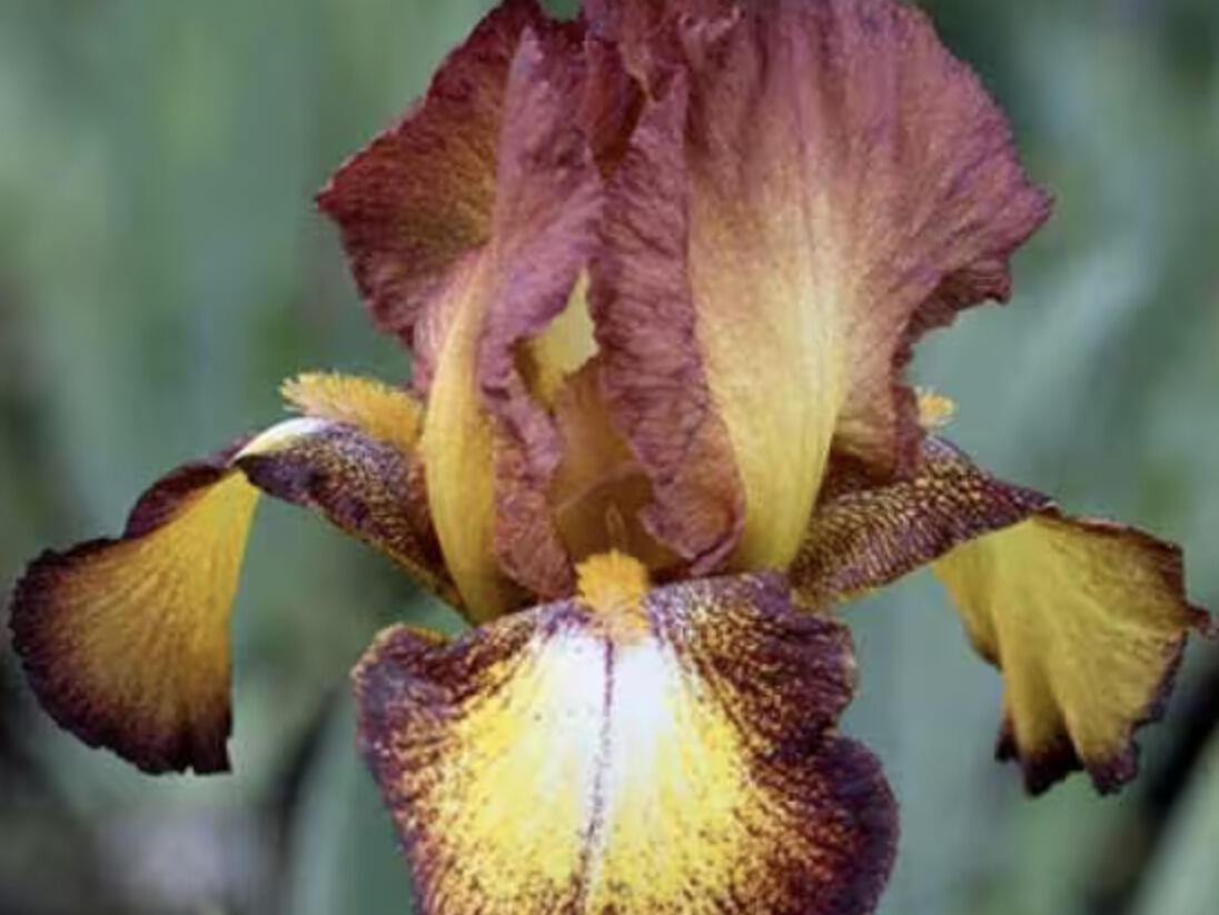 Kosatec 'Spreckles' - Iris barbata-elatior 'Spreckles'