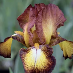 Kosatec 'Spreckles' - Iris barbata-elatior 'Spreckles'