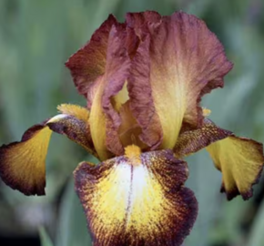 Kosatec 'Spreckles' - Iris barbata-elatior 'Spreckles'
