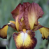 Iris barbata-elatior 'Spreckles'.png