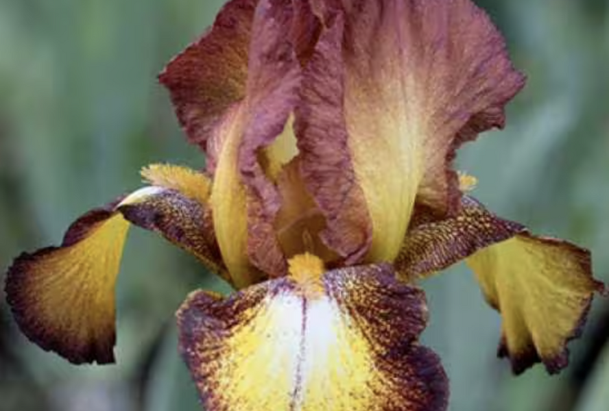 Kosatec 'Spreckles' - Iris barbata-elatior 'Spreckles'