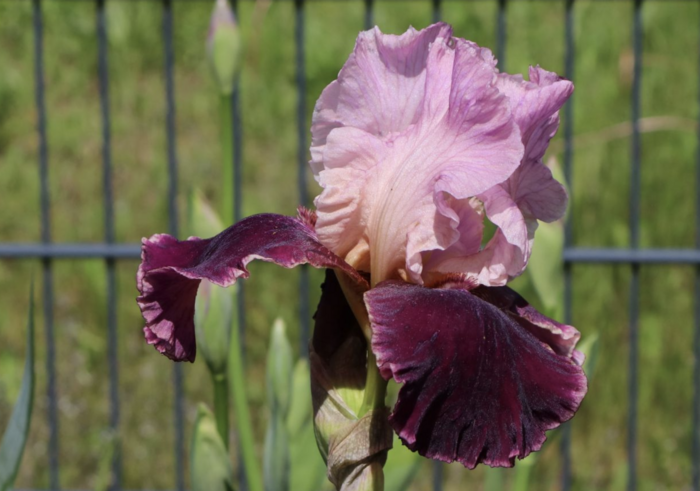 Kosatec 'Wine and Roses' - Iris barbata-elatior 'Wine and Roses'