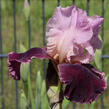 Kosatec 'Wine and Roses' - Iris barbata-elatior 'Wine and Roses'