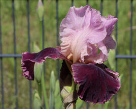 Kosatec 'Wine and Roses'