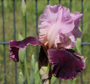Kosatec 'Wine and Roses' - Iris barbata-elatior 'Wine and Roses'