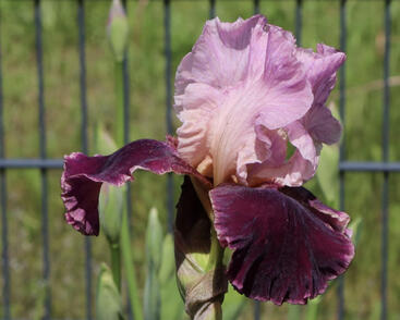 Kosatec 'Wine and Roses'