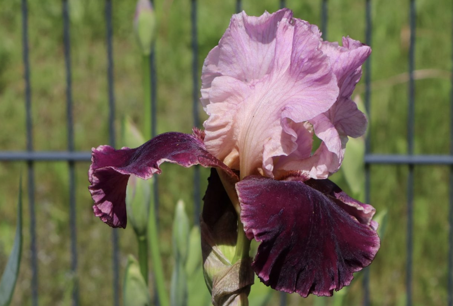Kosatec 'Wine and Roses' - Iris barbata-elatior 'Wine and Roses'