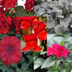 Sestava červených a stříbrných letniček na slunce - Červeno stříbrná na slunce