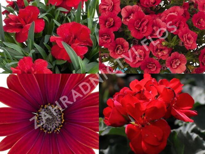 Sestava červených letniček na slunce - Klasická červená na slunce