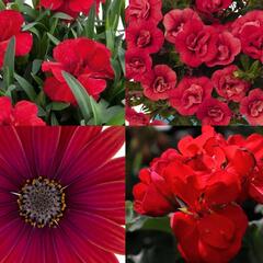 Sestava červených letniček na slunce - Klasická červená na slunce