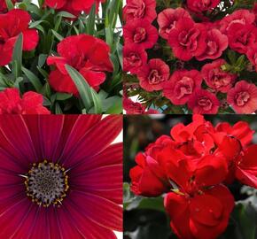 Sestava červených letniček na slunce