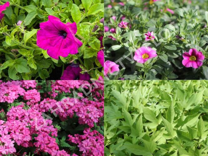 Sestava fialových a růžových letniček na slunce - Fialovo růžová na slunce