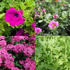 Sestava fialových a růžových letniček na slunce - Fialovo růžová na slunce