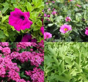 Sestava fialových a růžových letniček na slunce