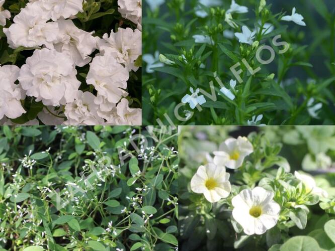 Sestava bílých letniček na slunce - Bílá na slunce