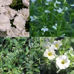 Sestava bílých letniček na slunce - Bílá na slunce