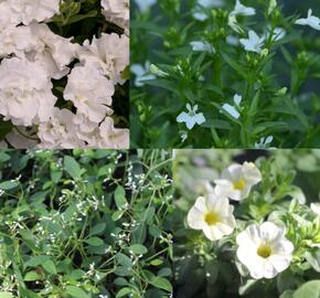 Sestava bílých letniček na slunce