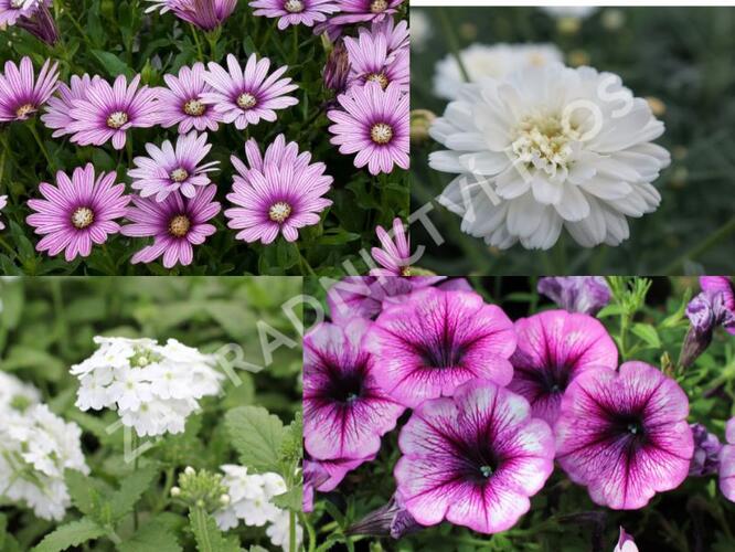 Sestava bílých letniček na slunce - Fialovo bílá na slunce