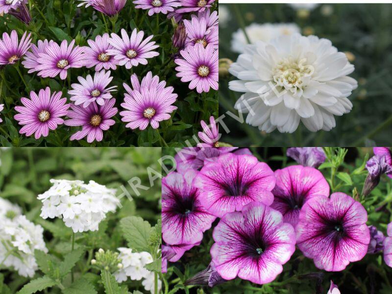 Sestava bílých letniček na slunce - Fialovo bílá na slunce