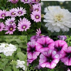 Sestava bílých letniček na slunce - Fialovo bílá na slunce