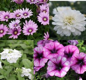 Sestava bílých letniček na slunce