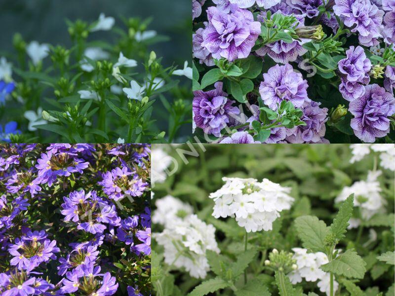 Sestava levandulových a bílých letniček na slunce - Levandulově bílá na slunce