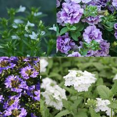 Sestava levandulových a bílých letniček na slunce - Levandulově bílá na slunce