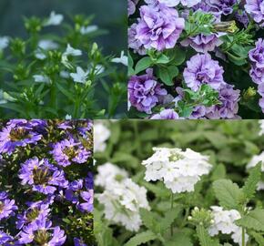 Sestava levandulových a bílých letniček na slunce