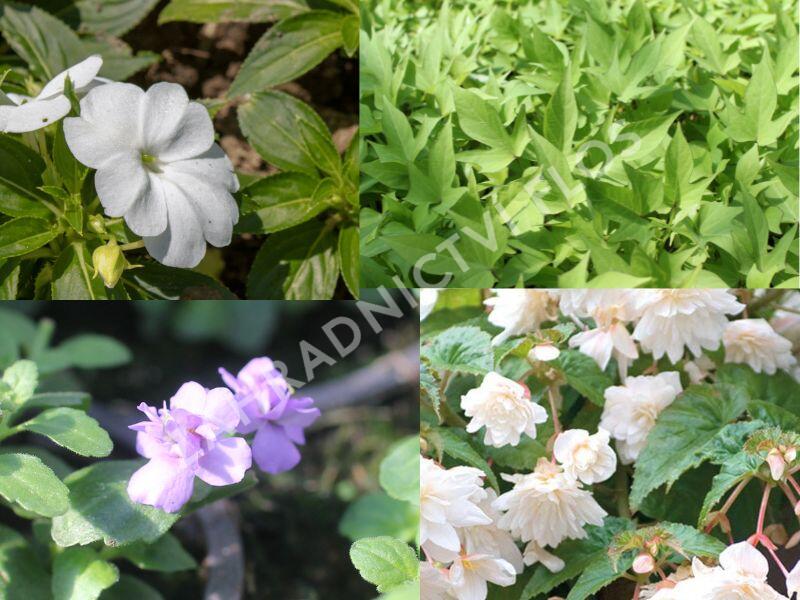 Sestava bílých a levandulových letniček do stínu - Bíle levandulová do stínu