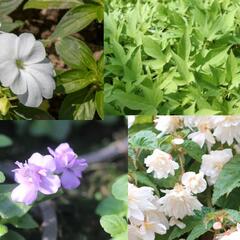 Sestava bílých a levandulových letniček do stínu - Bíle levandulová do stínu