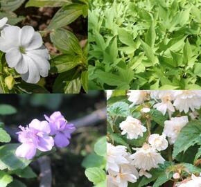 Sestava bílých a levandulových letniček do stínu