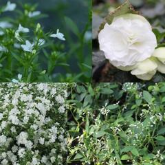 Sestava bílých letniček do stínu - Bílá do stínu