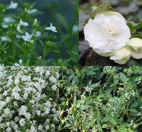 Sestava bílých letniček do stínu