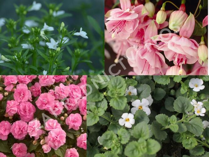 Sestava růžových a bílých letniček do stínu - Růžovo bílý stín