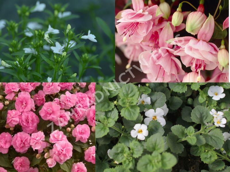 Sestava růžových a bílých letniček do stínu - Růžovo bílý stín