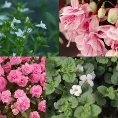 Sestava růžových a bílých letniček do stínu - Růžovo bílý stín