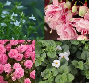 Sestava růžových a bílých letniček do stínu