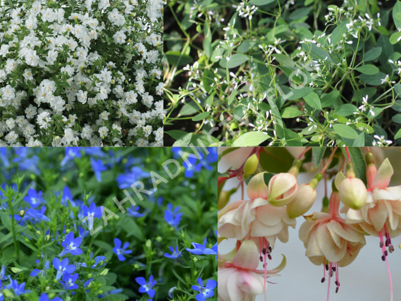 Sestava modrých a bílých letniček dos tínu - Modro bílá do stínu