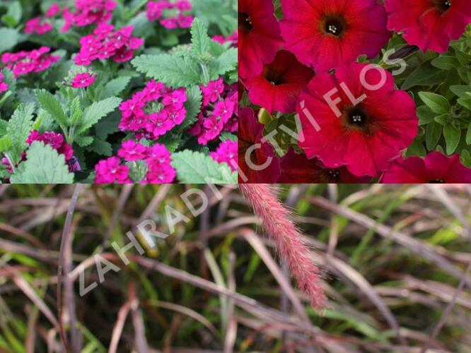 Sestava letniček v barvě bordó na slunce - Burgundská na slunce