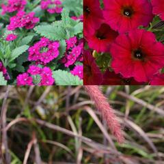 Sestava letniček v barvě bordó na slunce - Burgundská na slunce