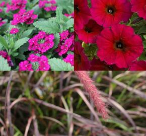 Sestava letniček v barvě bordó na slunce